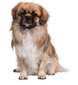 pet sitting cute dog