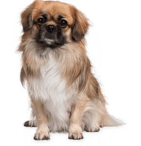 pet sitting cute dog