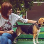 pet sitting dog bench