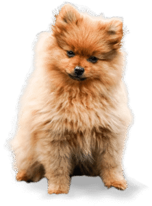 dog about