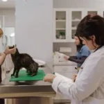 Pet Wellness