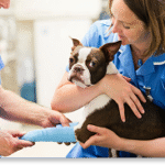 pet clinic