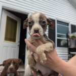 copy of 2025 0419 joye puppy outreach and rehome (2) (1)