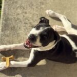 copy of kona mispits pup in foster