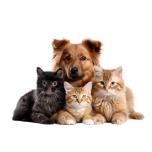 cats and dog friends isolated on transparent background png