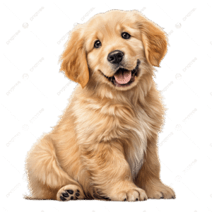 dog1