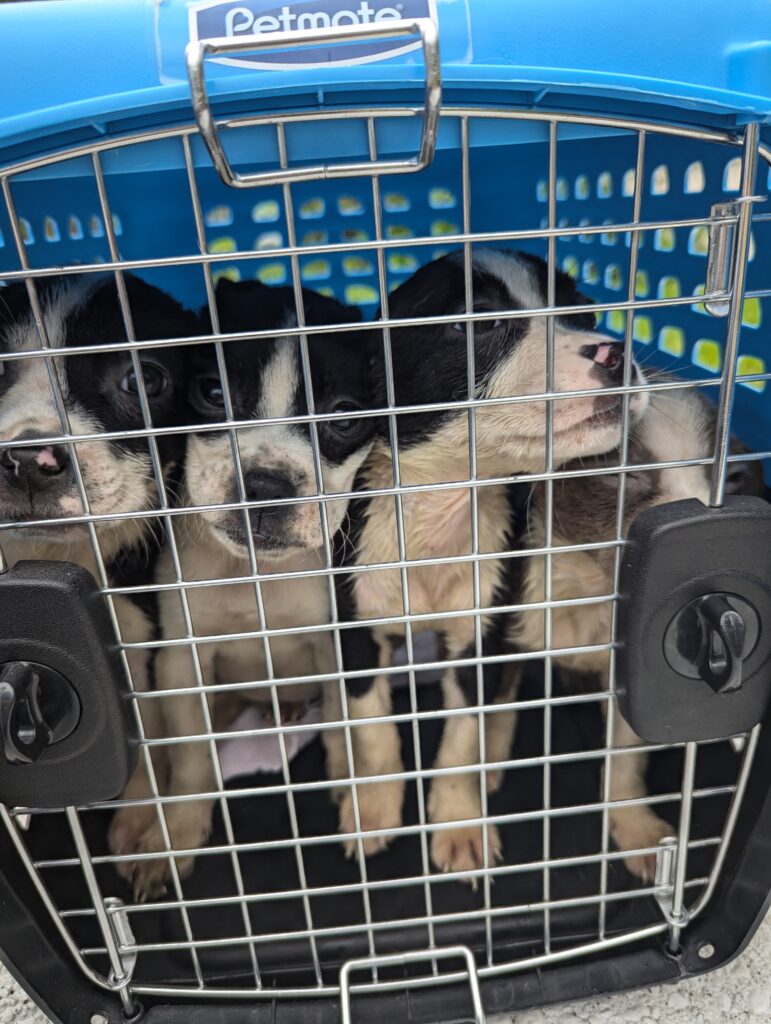 Joye & Her Pets 20250419 joye outreach pet familly (3)