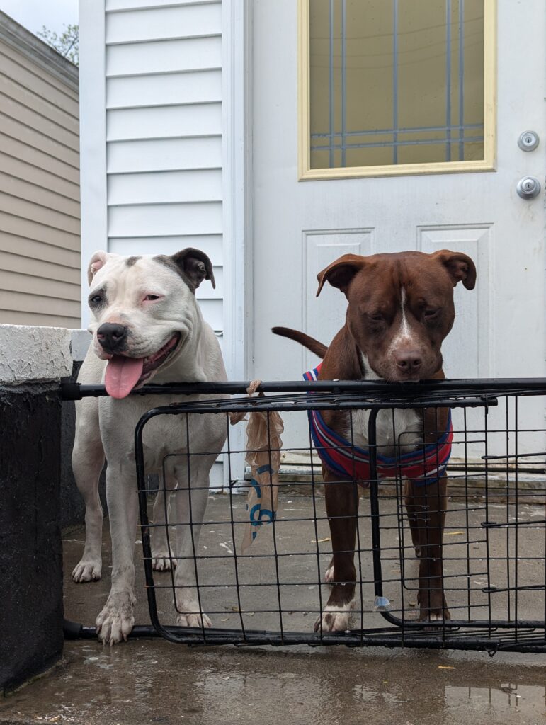 Joye & Her Pets 20250419 joye outreach pet familly (5)
