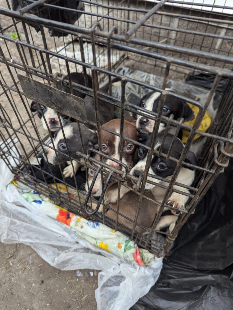 Joye & Her Pets 20250419 joye outreach pet familly (6)